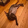 cat, curly_coat, lying_down, stretched, wide_eyes, pointed_ears, indoor, hardwood_floor, wooden_floor, home, dining_area, chair, table, furniture, warm_lighting, brown_cat, pet, animal, portrait, relaxed
