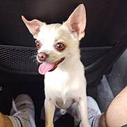 Chooky a rejoint le concours — aidez-le/la à gagner de superbes lots ! animal, car_interior, companion, cute, dog, domestic_animal, ears, friendly, front_paws, happy, indoor, looking_up, person_legs, pet, seat, shoes, small_dog, socks, tongue_out, white_dog