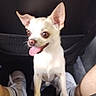 animal, car_interior, companion, cute, dog, domestic_animal, ears, friendly, front_paws, happy, indoor, looking_up, person_legs, pet, seat, shoes, small_dog, socks, tongue_out, white_dog
