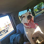 Harly Rose joined the competition — help win amazing prizes! dog, car_interior, sunlight, backpack, happy, tongue_out, seat, window, daylight, pet, collar, vehicle, transportation, canine, smiling, domestic_animal, resting, indoor, animal, travel