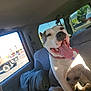 dog, car_interior, sunlight, backpack, happy, tongue_out, seat, window, daylight, pet, collar, vehicle, transportation, canine, smiling, domestic_animal, resting, indoor, animal, travel