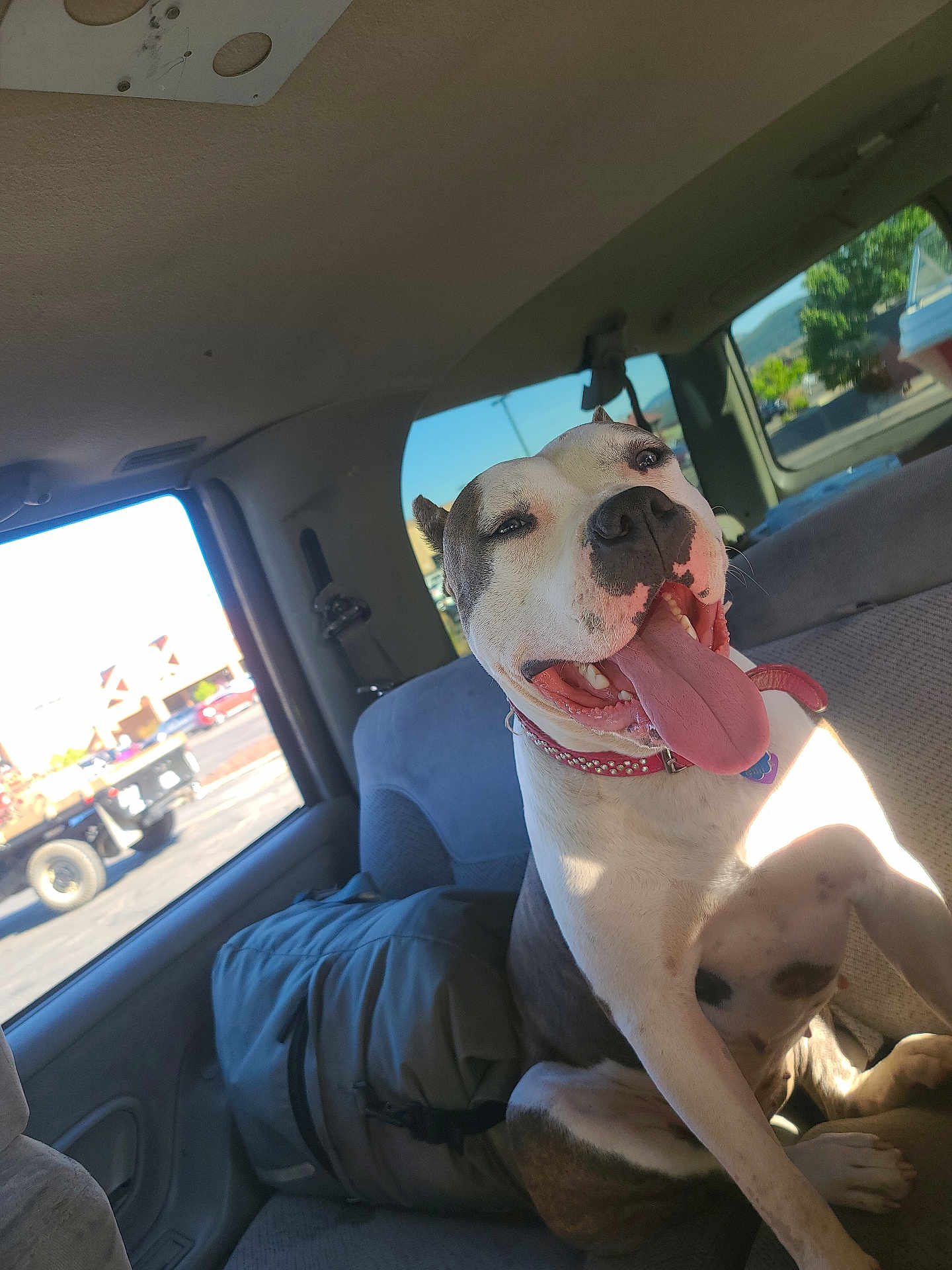 Harly Rose joined the competition — help win amazing prizes! dog, car_interior, sunlight, backpack, happy, tongue_out, seat, window, daylight, pet, collar, vehicle, transportation, canine, smiling, domestic_animal, resting, indoor, animal, travel