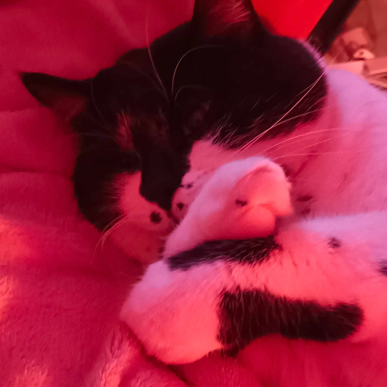 Euggy a rejoint le concours — aidez-le/la à gagner de superbes lots ! abyssinian, animal, blanket, bodypart, cat, computer, couch, electronics, furniture, kitten, laptop, manx, mouth, pc, person, pet, plush, siamese, sleeping, toy