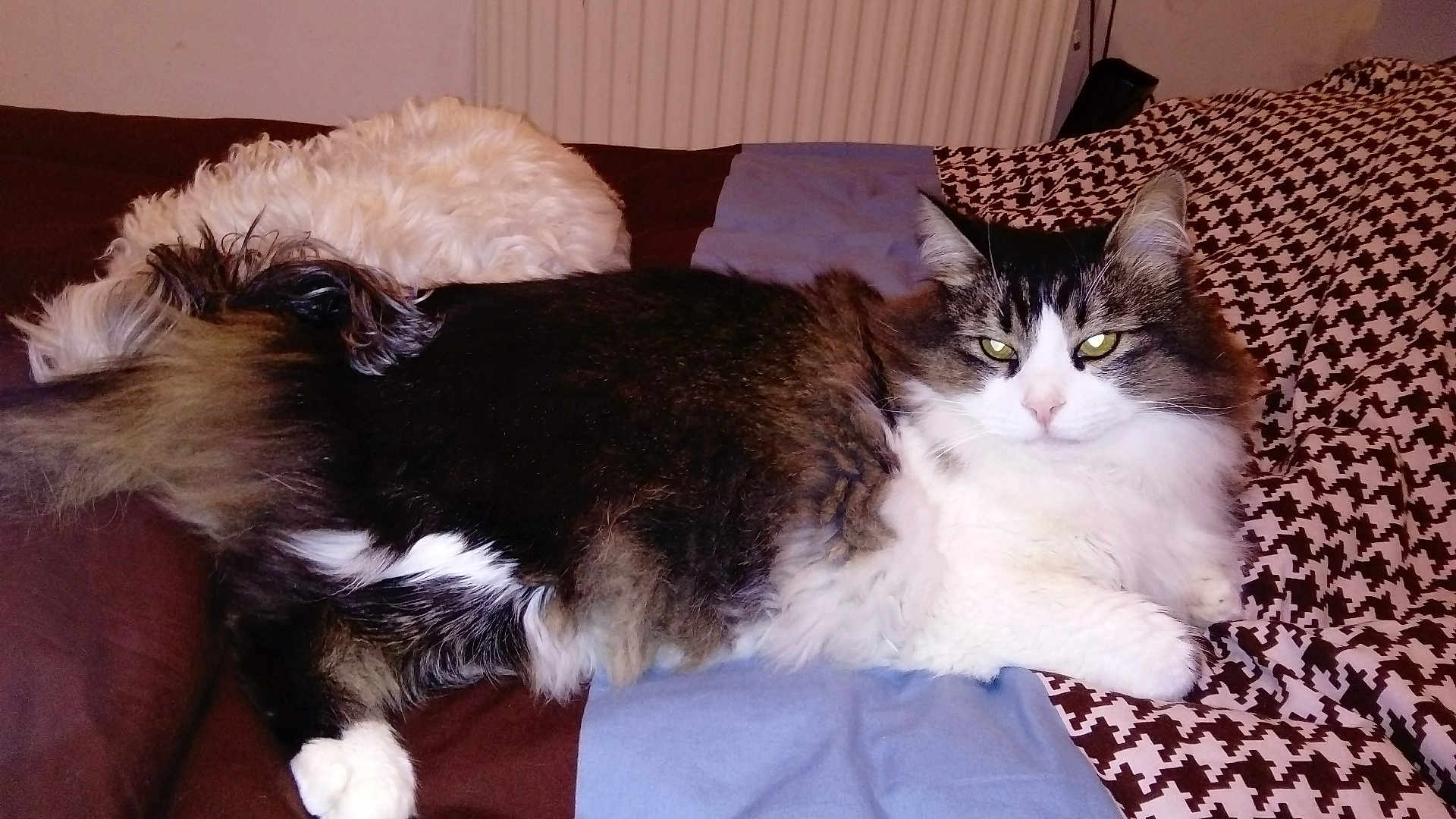 Corsica participe au concours pour gagner de l'argent avec cette photo : cat, dog, bed, blanket, indoor, pet, furry, lying_down, cozy, relaxed, patterned, animal, domestic, companion, resting, cute, white, brown, black, fur