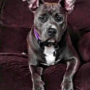 Brylee Raine is registered to the contest to win money with this photo: animal, brown_fur, canine, companion, couch, dog, domestic_animal, ears, face, four_legs, front_paws, furniture, indoor, looking, pet, portrait, purple_collar, resting, sitting, snout