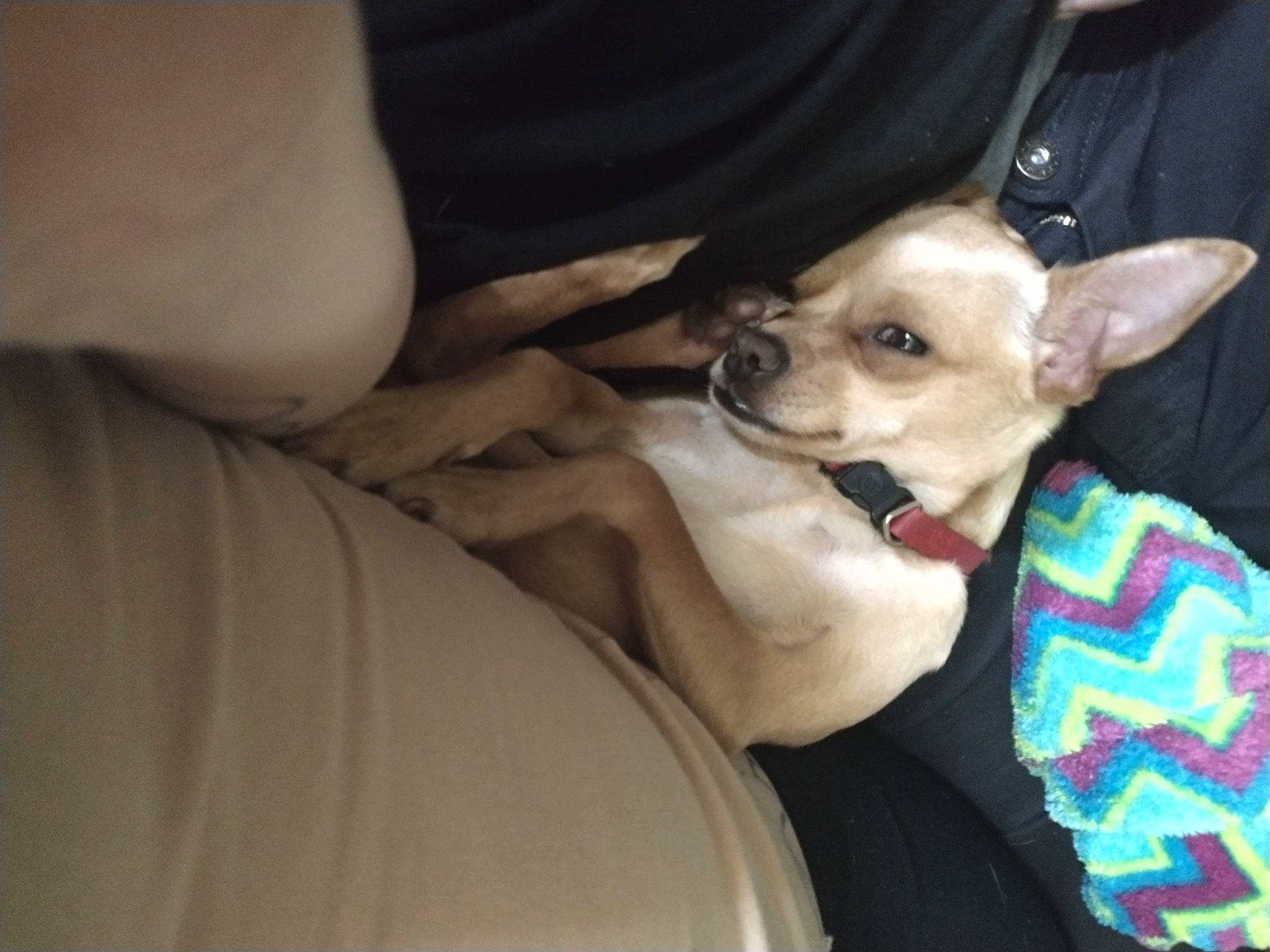 Abigail is registered to the contest to win money with this photo: canidae, carnivore, chihuahua, collar, comfort, companion_dog, dog, dog_breed, dog_collar, dog_supply, ear, fawn, fur, puppy, russkiy_toy, snout, sporting_group, toy_dog, whiskers, working_animal