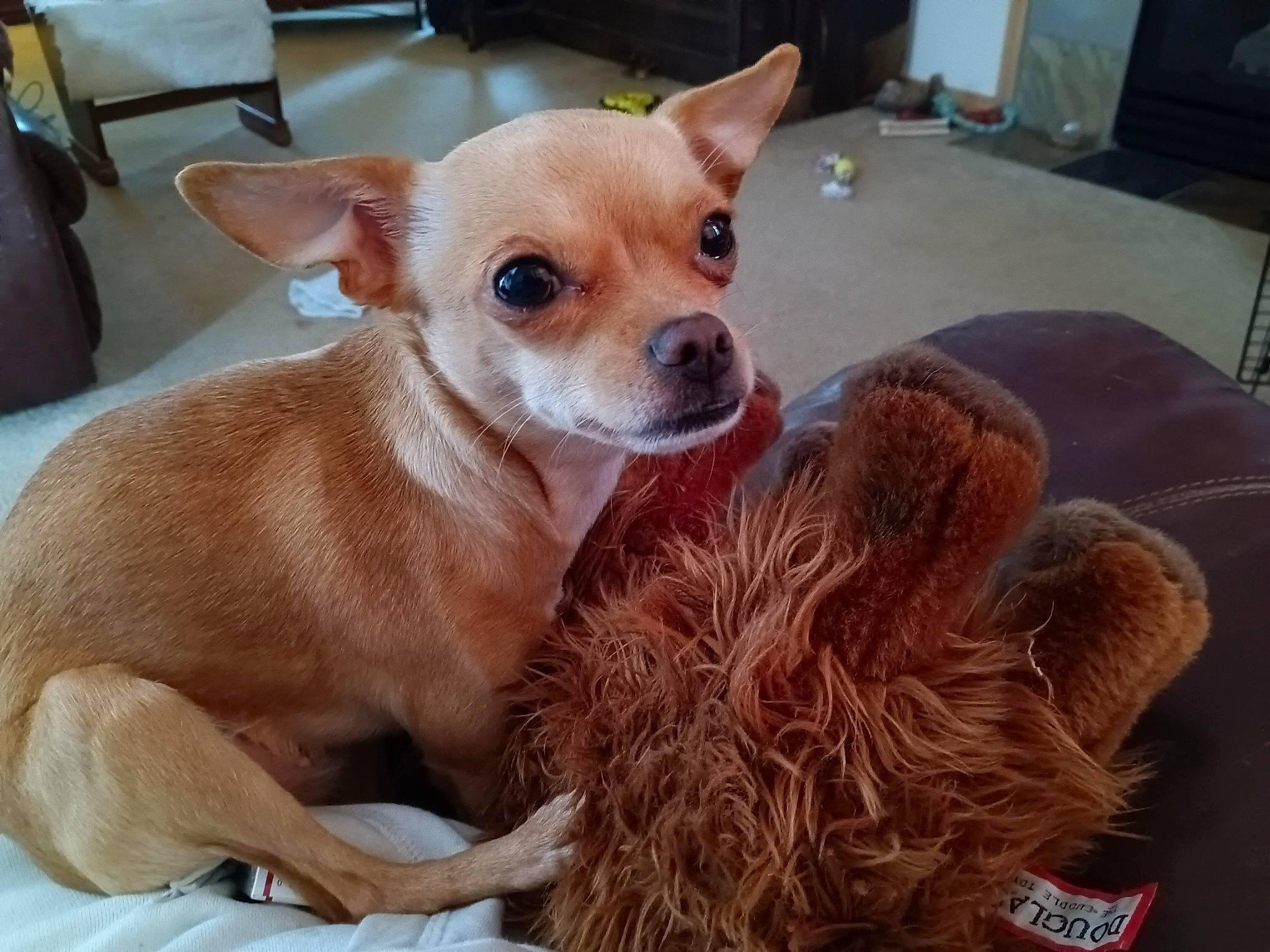 Abigail is registered to the contest to win money with this photo: canidae, carnivore, chair, chihuahua, comfort, companion_dog, dog, dog_breed, dog_supply, drawer, fawn, fur, russkiy_toy, snout, sporting_group, television, terrestrial_animal, toy_dog, whiskers, working_animal