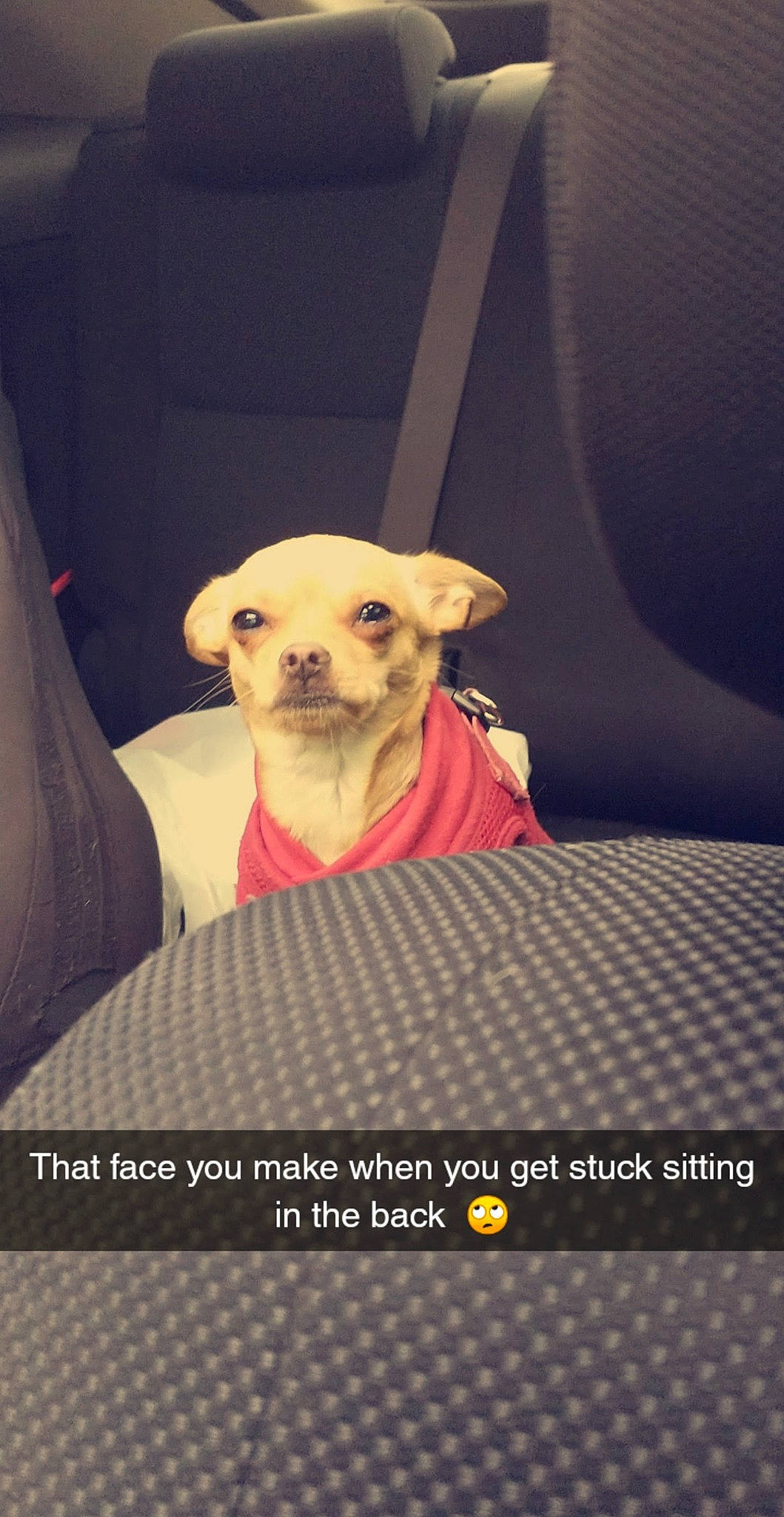 Abigail joined the competition — help win amazing prizes! beard, bone, carnivore, companion_dog, corgi_chihuahua, dog, dog_breed, dog_supply, eyewear, fashion_design, fawn, font, fur, pattern, photo_caption, sleeve, snout, sunglasses, toy_dog, whiskers