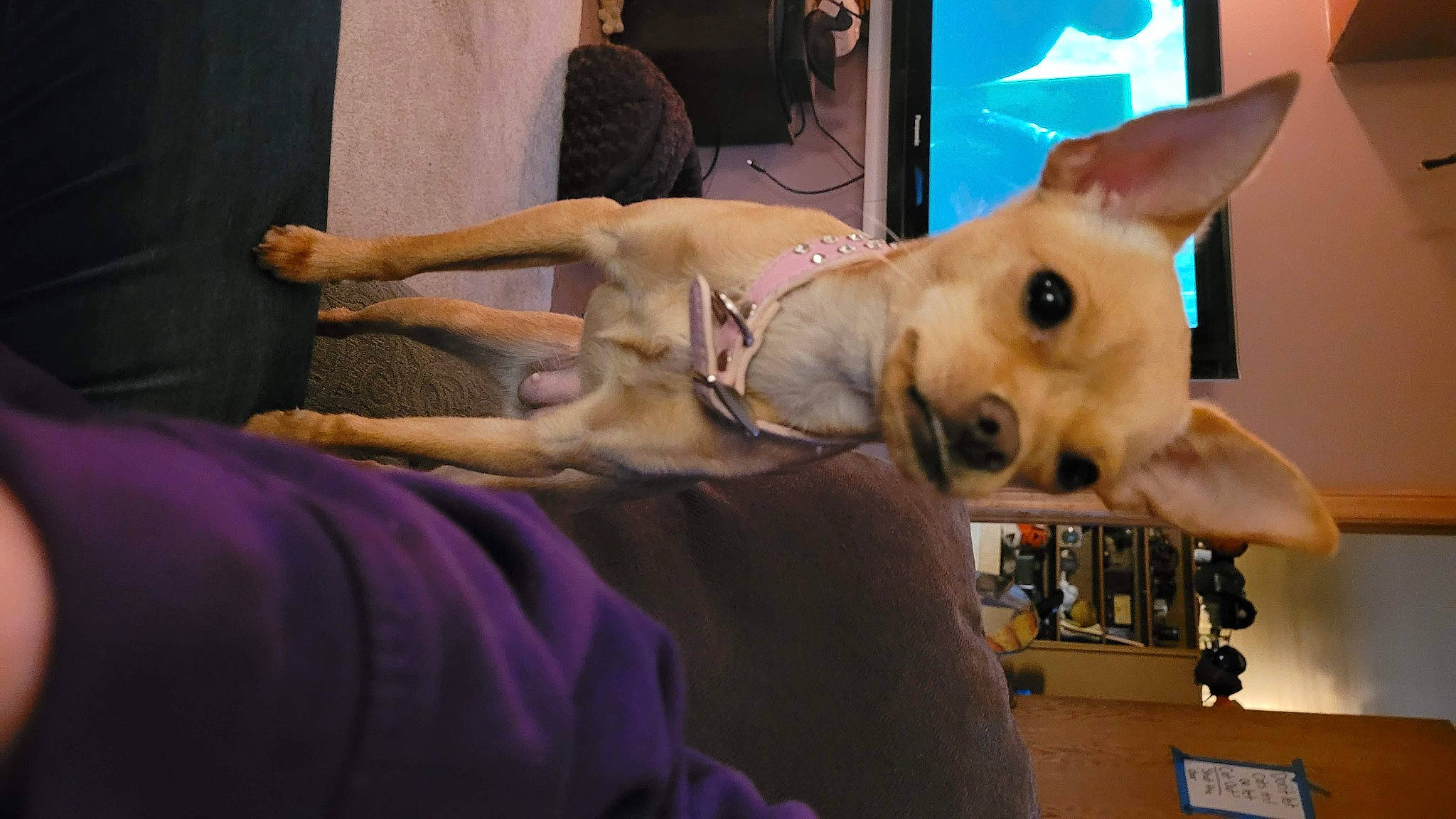 Abigail joined the competition — help win amazing prizes! art, canidae, carnivore, chest, companion_dog, dog, dog_breed, ear, fawn, fun, fur, jaw, non_sporting_group, snout, sporting_group, toy_dog, trunk, whiskers, working_animal