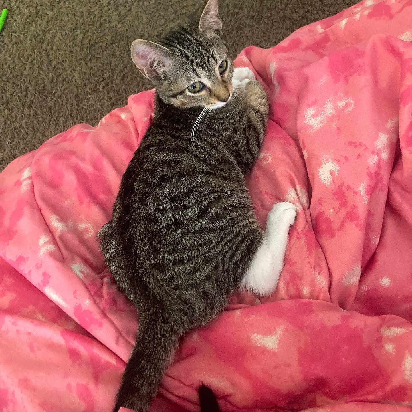 Missy joined the competition — help win amazing prizes! animal, carpet, cat, cozy, curious, cute, domestic, feline, fur, indoor, looking_back, pet, pink_blanket, relaxed, resting, soft_texture, striped, tabby, tail, whiskers
