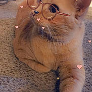 Charlie is registered to the contest to win money with this photo: cat, orange_cat, pet, animal, carpet, indoor, filter, glasses, dog_ears, hearts, cute, feline, whiskers, paw, relaxed, lying_down, closeup, funny_filter, playful, adorable
