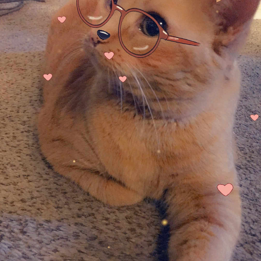 Charlie is registered to the contest to win money with this photo: cat, orange_cat, pet, animal, carpet, indoor, filter, glasses, dog_ears, hearts, cute, feline, whiskers, paw, relaxed, lying_down, closeup, funny_filter, playful, adorable