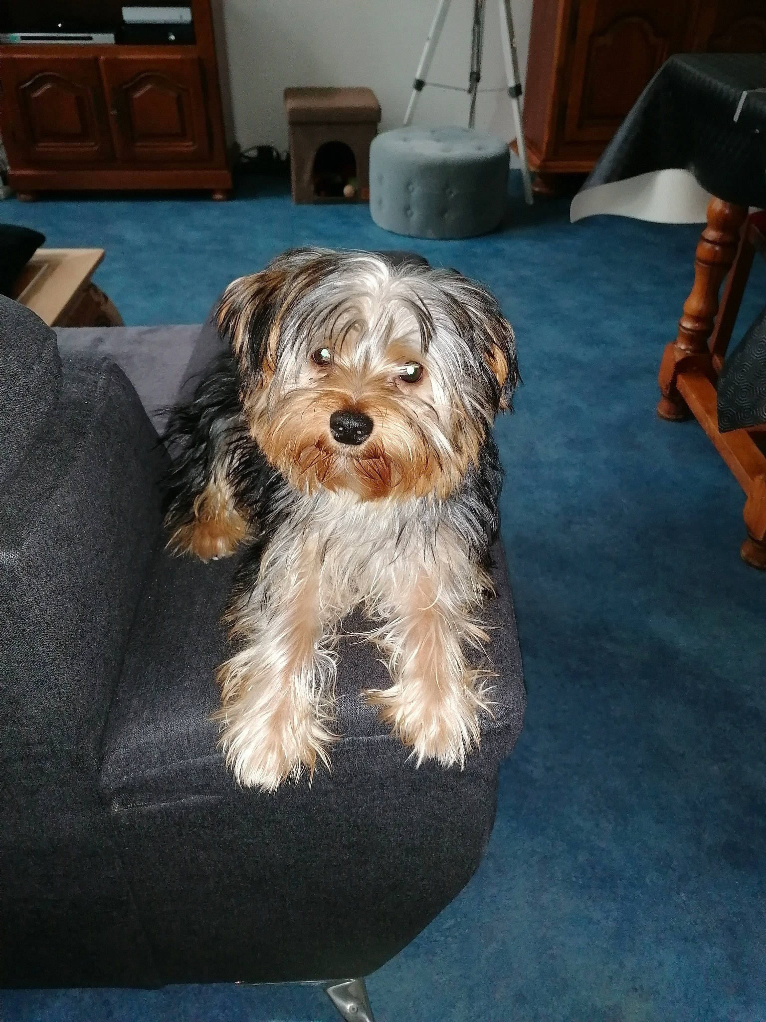 Mozart participe au concours pour gagner de l'argent avec cette photo : biewer_terrier, canidae, carnivore, companion_dog, dog, dog_breed, glen_of_imaal_terrier, havanese, lowchen, mammal, morkie, puppy, schnoodle, small_terrier, sporting_lucas_terrier, terrier, tibetan_terrier, toy_dog, vertebrate, yorkshire_terrier