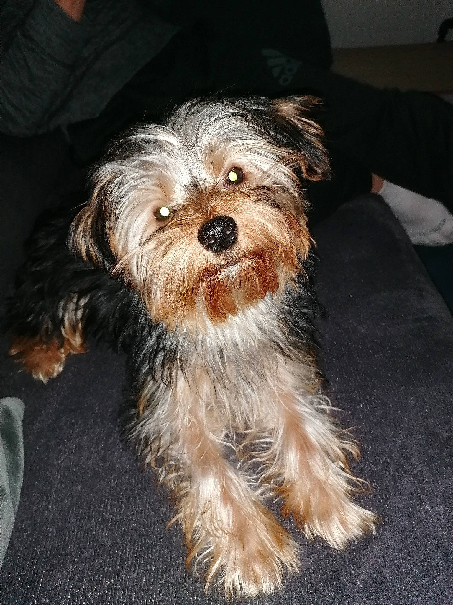 Mozart a rejoint le concours — aidez-le/la à gagner de superbes lots ! australian_silky_terrier, biewer_terrier, canidae, carnivore, companion_dog, dog, dog_breed, lowchen, maltepoo, mammal, morkie, puppy, rare_breed_dog, schnoodle, small_terrier, terrier, toy_dog, vertebrate, yorkipoo, yorkshire_terrier