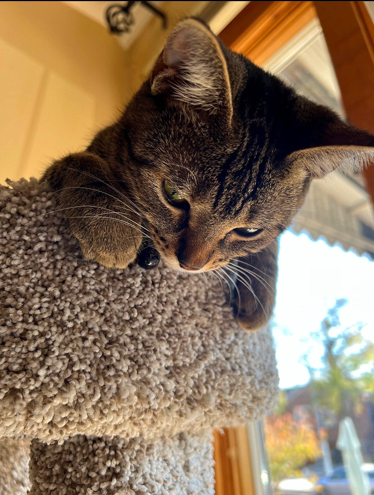 Yuki joined the competition — help win amazing prizes! carnivore, cat, cat_supply, domestic_short_haired_cat, eye, fawn, felidae, fur, grass, mammal, plant, small_to_medium_sized_cats, snout, tail, terrestrial_animal, tree, whiskers, wildlife, window, wood