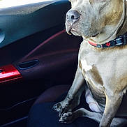 Bella joined the competition — help win amazing prizes! dog, pet, car_interior, seat, collar, canine, animal, domestic_animal, sitting, brown_fur, paw, window, daylight, vehicle, close_up, companion, calm, side_view, indoor, transportation