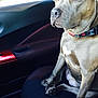 dog, pet, car_interior, seat, collar, canine, animal, domestic_animal, sitting, brown_fur, paw, window, daylight, vehicle, close_up, companion, calm, side_view, indoor, transportation