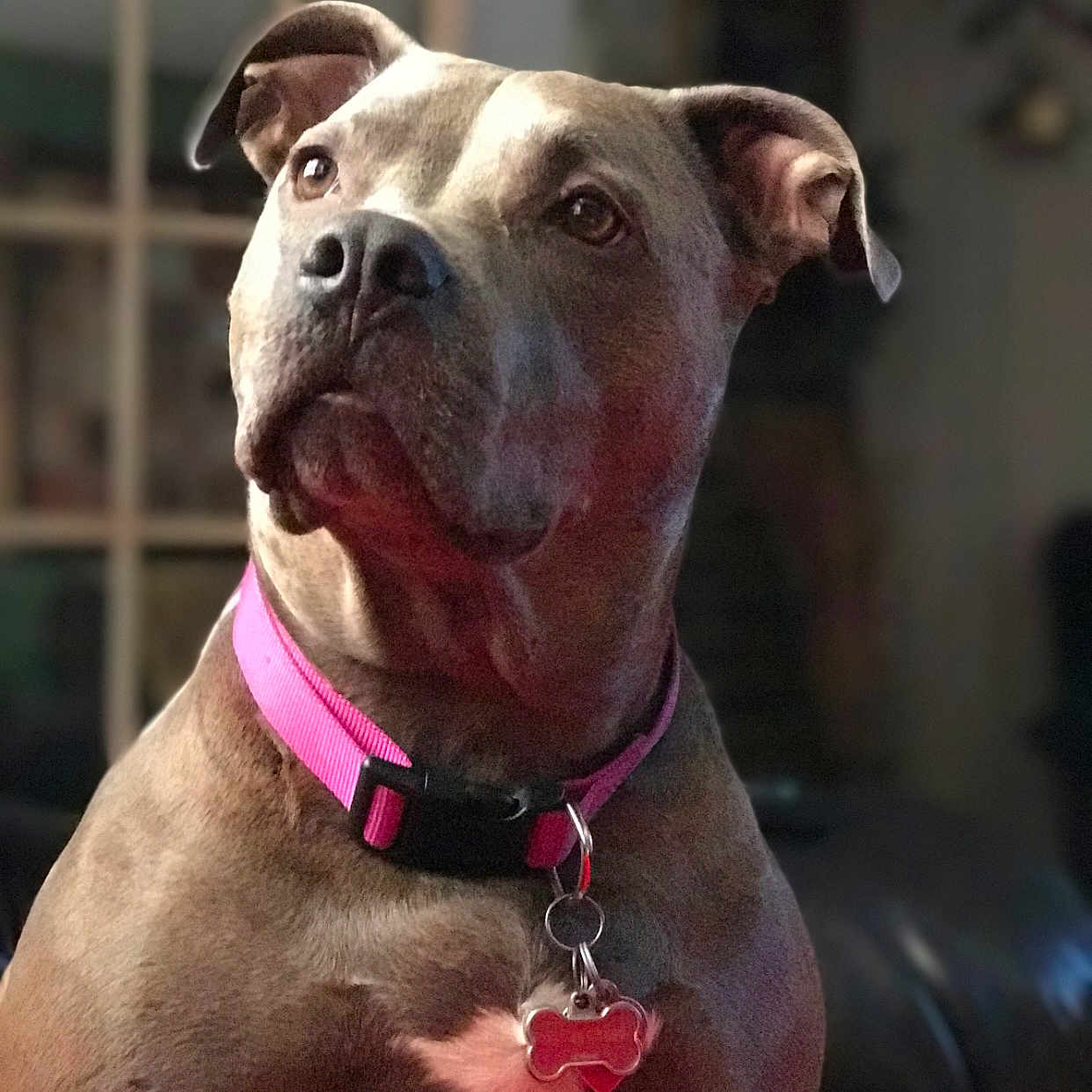 Bella joined the competition — help win amazing prizes! animal, bone_shaped_tag, brown_fur, close_up, collar, cozy, dog, domestic_animal, ears, eyes, furniture, indoor, looking_away, muscular, pet, pink_collar, portrait, sitting, tag, warm_lighting