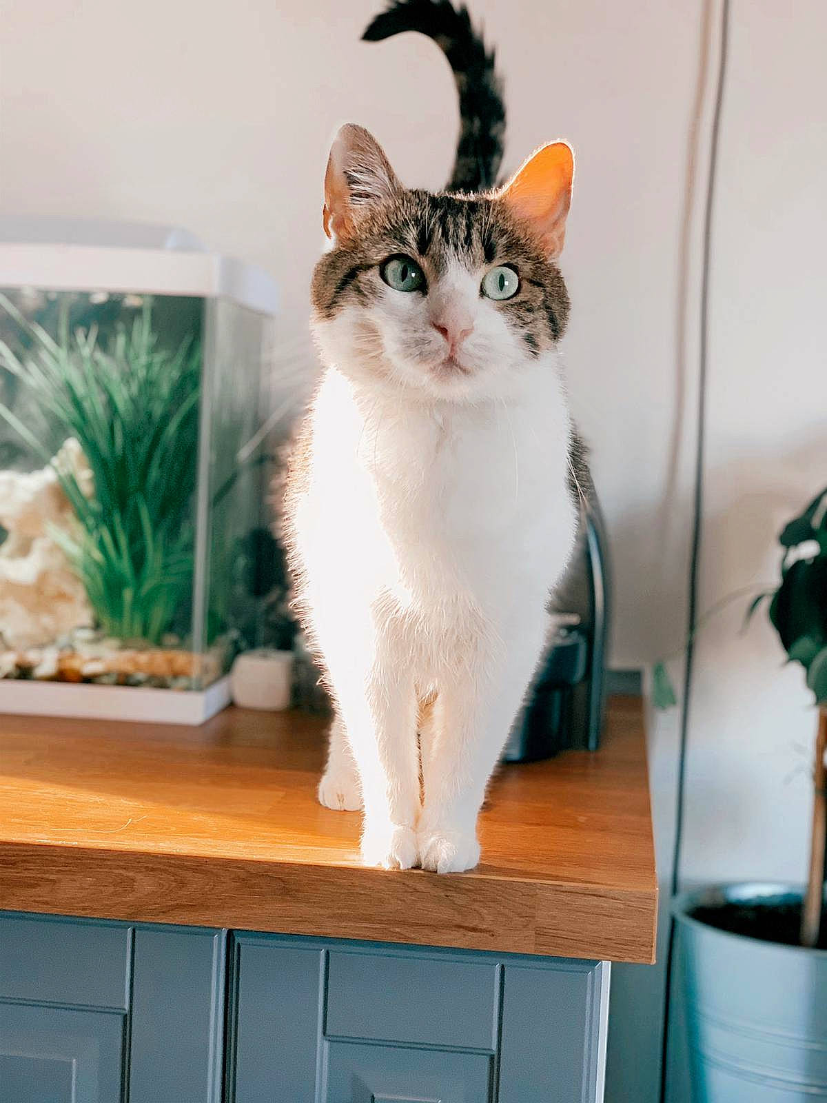 Jade a rejoint le concours — aidez-le/la à gagner de superbes lots ! carnivore, cat, cat_supply, desk, domestic_short_haired_cat, fawn, felidae, flowerpot, fur, green, houseplant, pet_supply, plant, room, small_to_medium_sized_cats, snout, table, tail, whiskers, wood