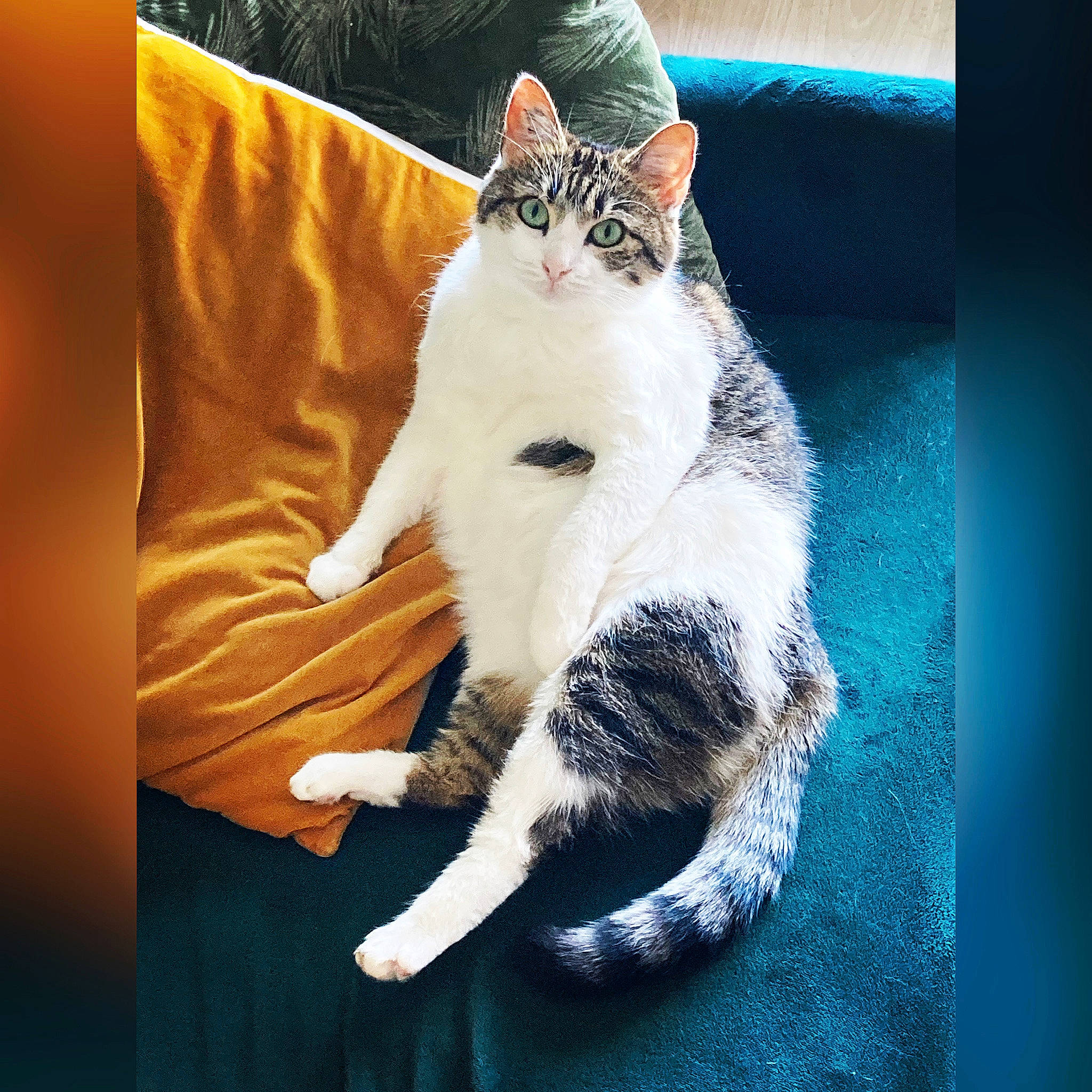 Jade participe au concours pour gagner de l'argent avec cette photo : art, carnivore, cat, claw, comfort, couch, domestic_short_haired_cat, felidae, fur, lap, paw, photo_caption, sitting, sky, small_to_medium_sized_cats, snout, square, tail, tree, whiskers