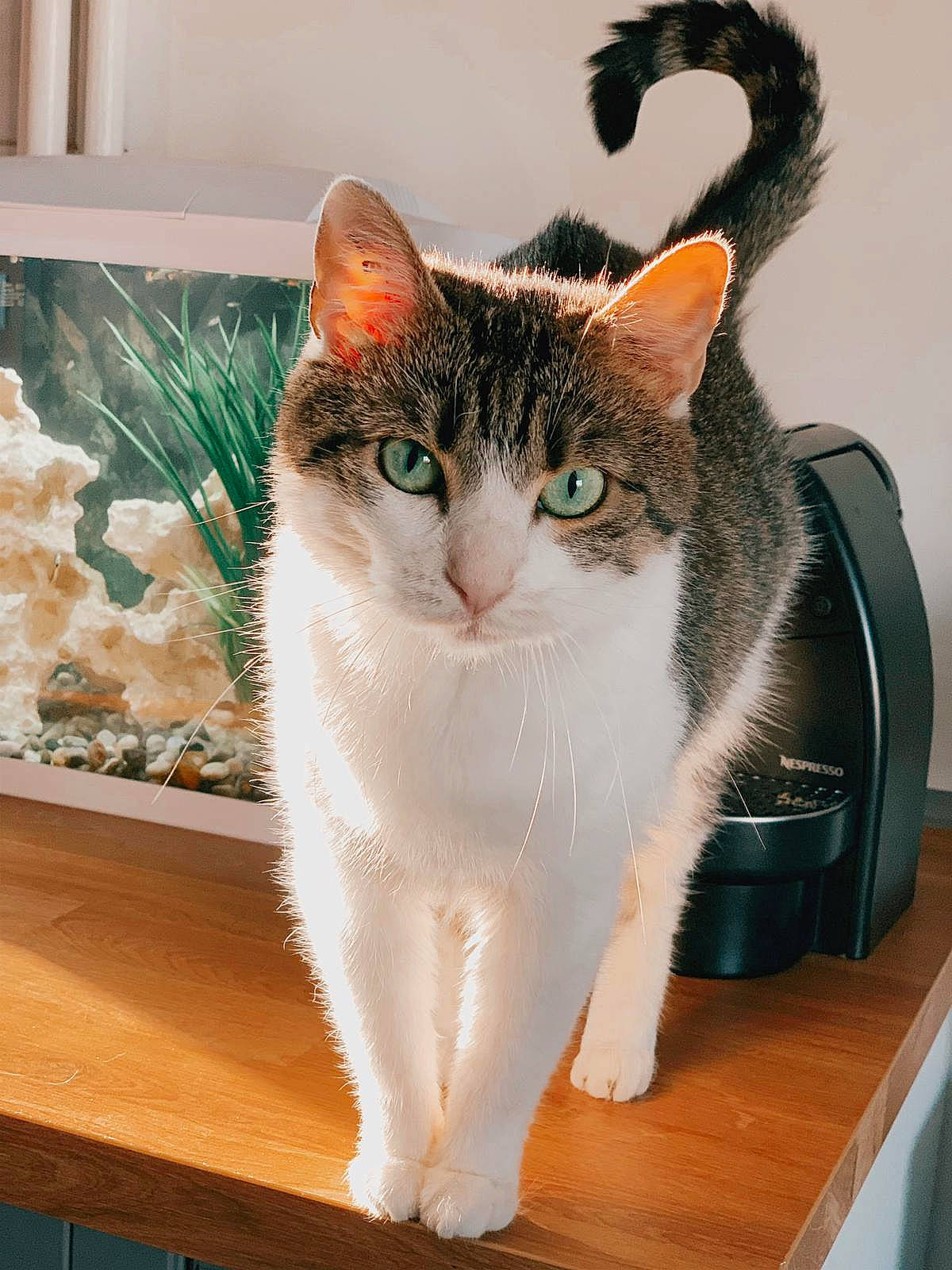 Jade participe au concours pour gagner de l'argent avec cette photo : box, carnivore, cat, cat_supply, collar, domestic_short_haired_cat, fawn, felidae, fur, paw, pet_supply, rectangle, sitting, small_to_medium_sized_cats, snout, table, tail, whiskers, window, wood