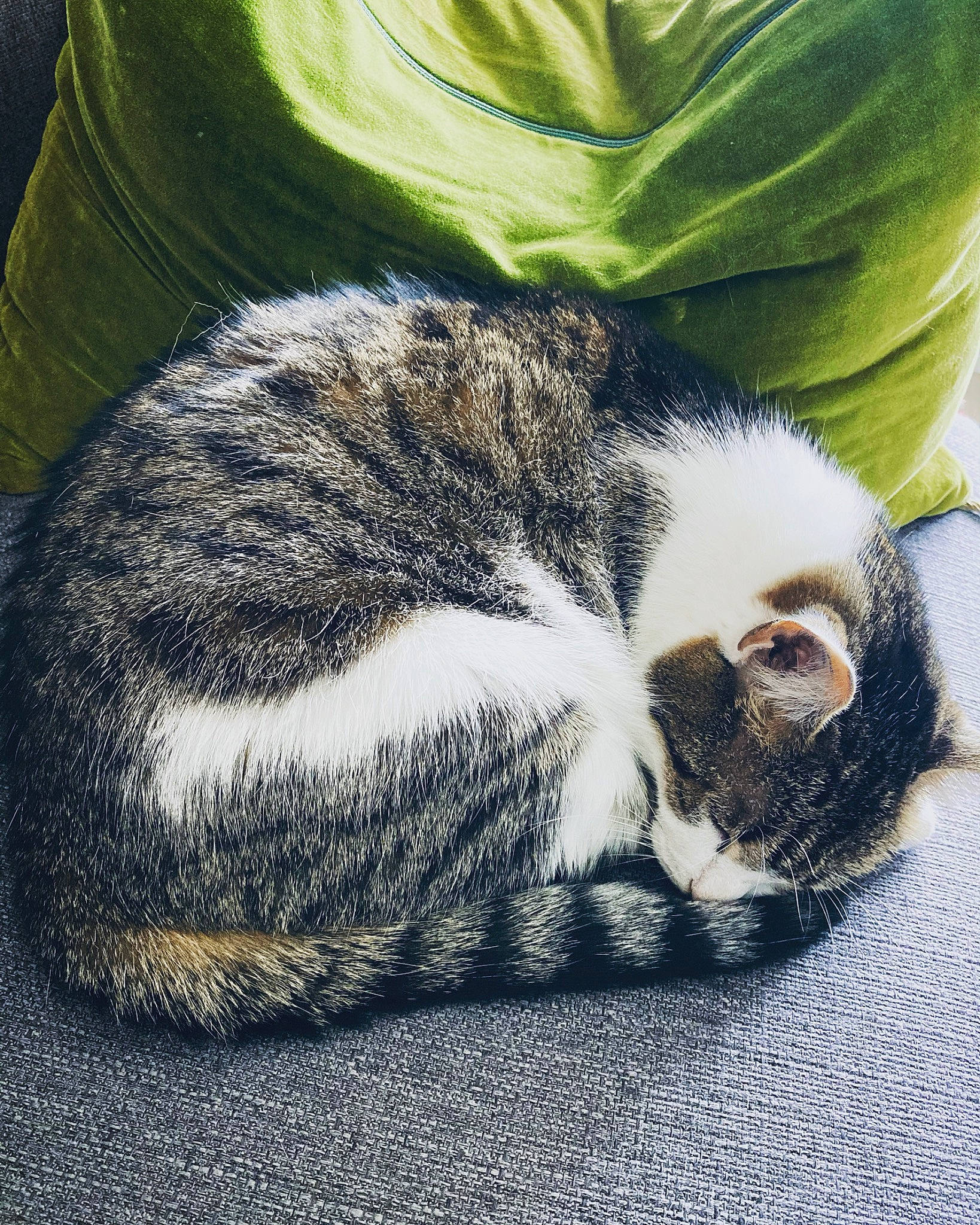 Jade participe au concours pour gagner de l'argent avec cette photo : carnivore, cat, claw, comfort, domestic_short_haired_cat, felidae, foot, fur, grass, grey, nap, paw, primate, sleep, small_to_medium_sized_cats, snout, tail, terrestrial_animal, whiskers, wildlife