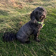 Buddy is registered to the contest to win money with this photo: animal, black_dog, brown, canine, collar, curious, daylight, dog, field, fluffy, fur, grass, green, nature, outdoor, peaceful, pet, sitting, tail, water