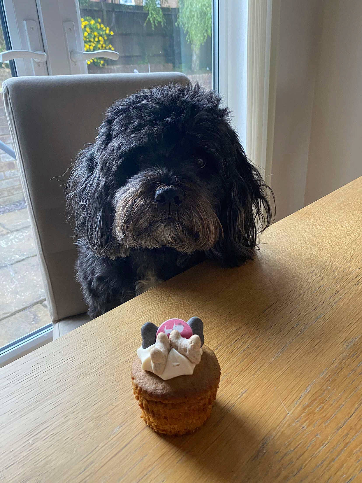 Buddy joined the competition — help win amazing prizes! basket, canidae, carnivore, companion_dog, dog, dog_breed, dog_supply, flooring, fur, hardwood, ingredient, liver, small_terrier, snout, table, terrier, toy_dog, water_dog, wood, working_animal