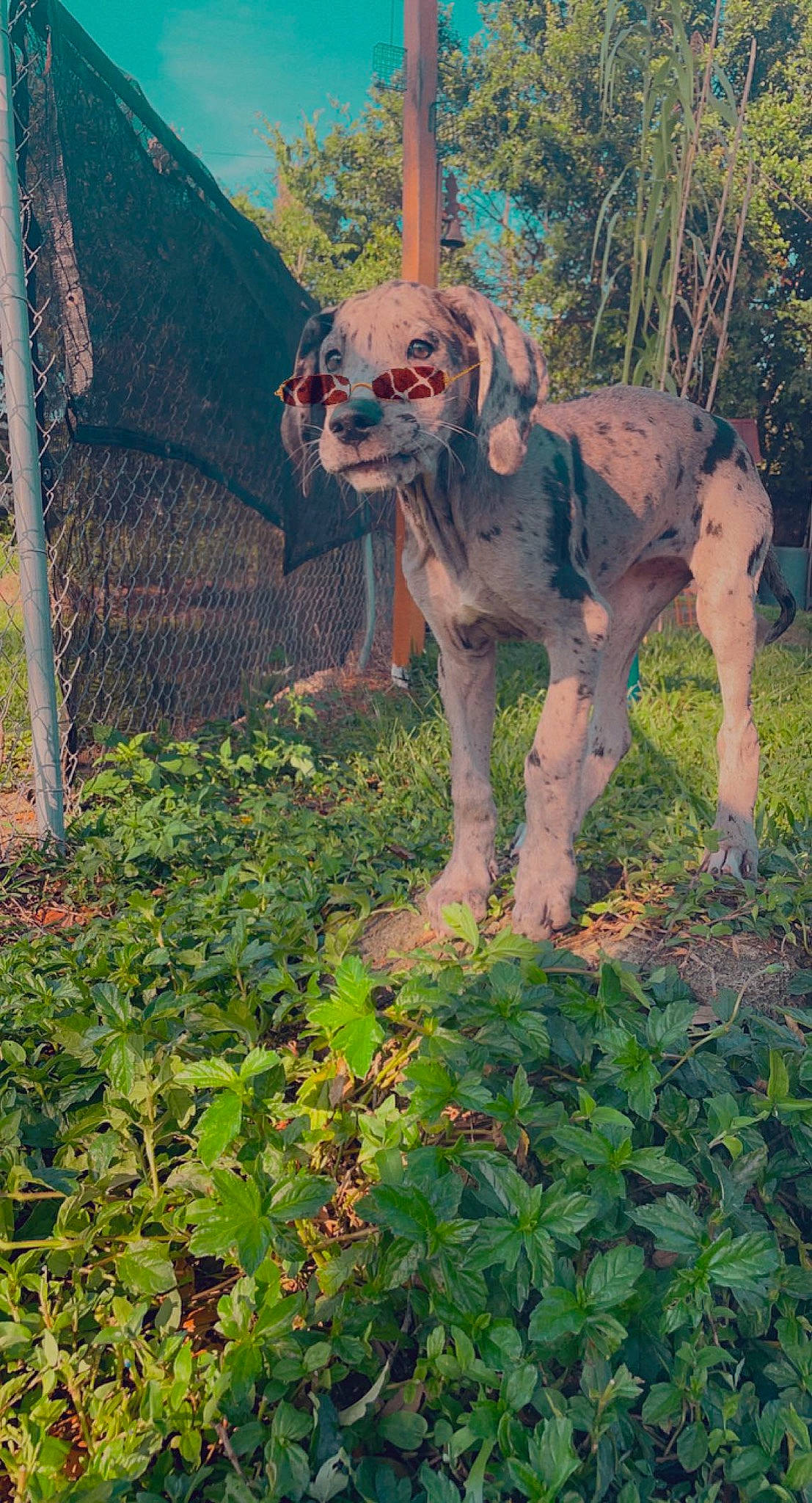 Callie is registered to the contest to win money with this photo: art, canidae, carnivore, companion_dog, dog, dog_breed, fawn, fence, flower, grass, grassland, groundcover, landscape, plant, shrub, sporting_group, terrestrial_animal, tree, wood, working_animal