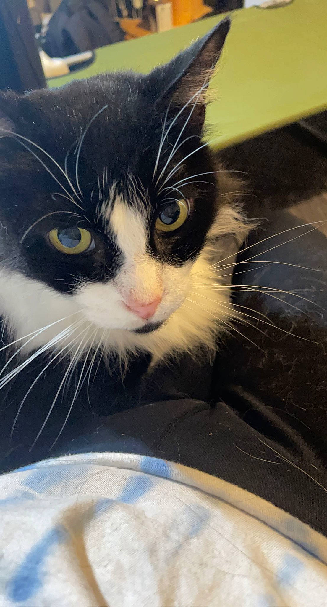 Twix is registered to the contest to win money with this photo: carnivore, cat, claw, comfort, domestic_short_haired_cat, eye, felidae, fur, paw, photo_caption, sitting, small_to_medium_sized_cats, snout, tail, tree, whiskers, window