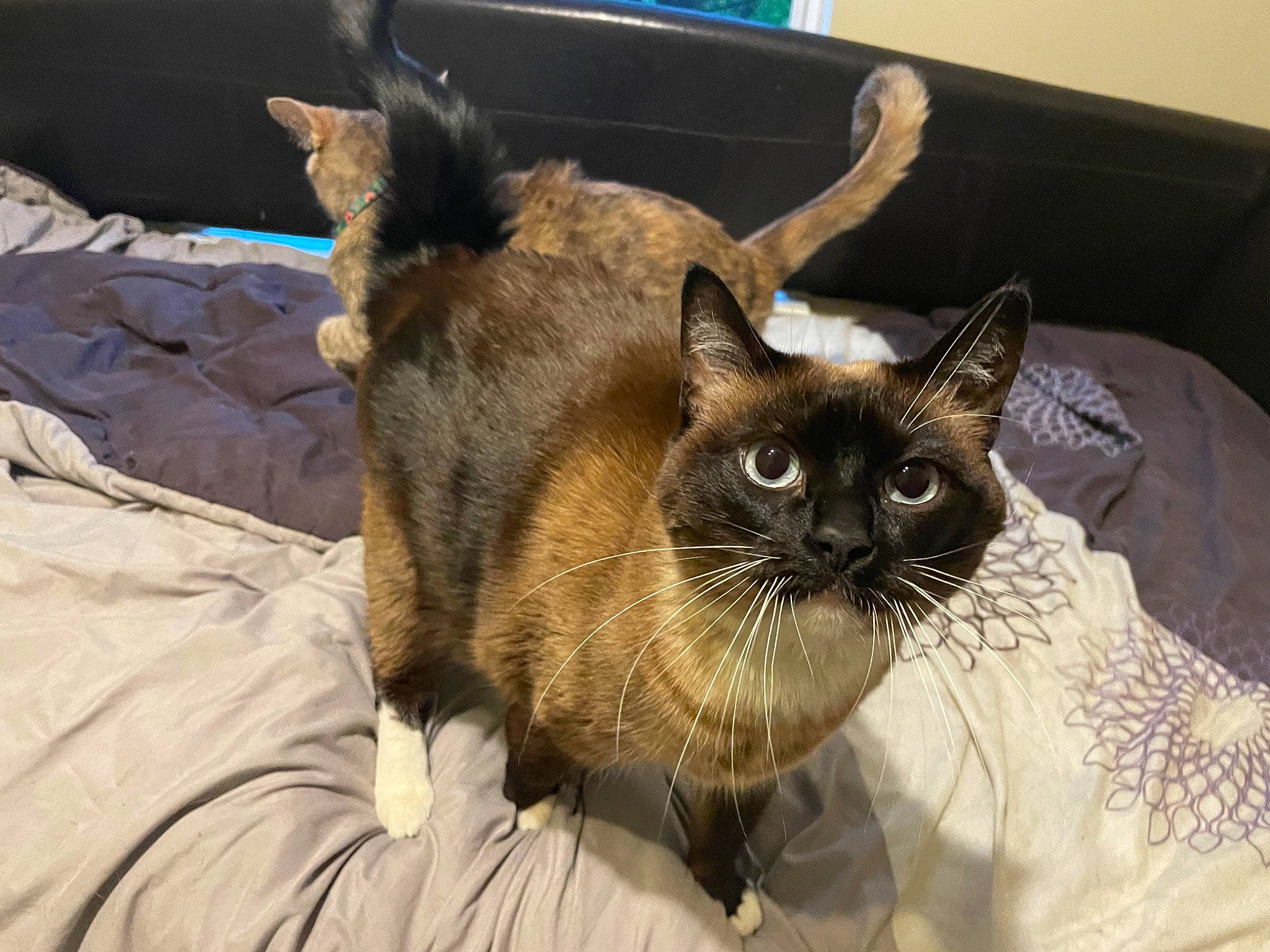 Persia joined the competition — help win amazing prizes! carnivore, cat, cat_bed, cat_furniture, cat_supply, comfort, domestic_short_haired_cat, fawn, felidae, fur, linens, mammal, pet_supply, siamese, small_to_medium_sized_cats, snout, tail, terrestrial_animal, thai, whiskers