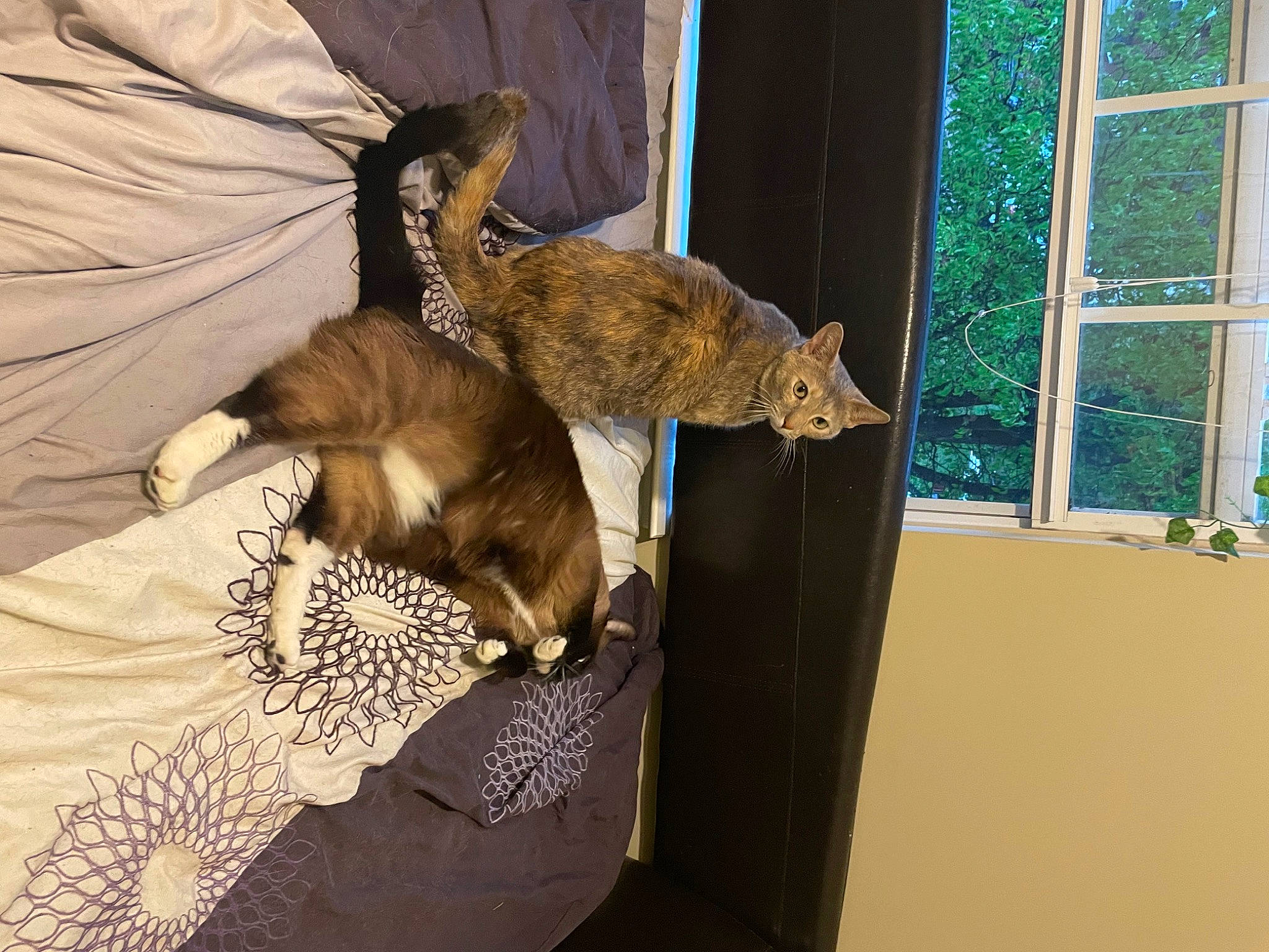 Persia is registered to the contest to win money with this photo: bat, canidae, carnivore, cat, claw, comfort, domestic_short_haired_cat, fawn, feather, felidae, fur, hat, room, small_to_medium_sized_cats, sporting_group, tail, terrestrial_animal, textile, whiskers, window