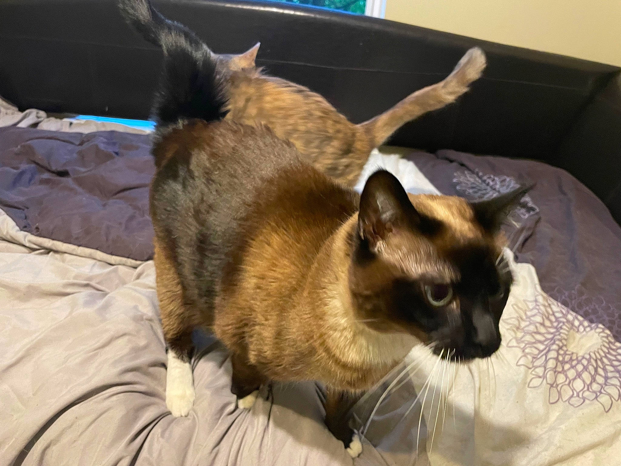Persia is registered to the contest to win money with this photo: balinese, carnivore, cat, claw, comfort, fawn, felidae, fur, linens, siamese, small_to_medium_sized_cats, snout, tail, terrestrial_animal, thai, tonkinese, whiskers, wildlife