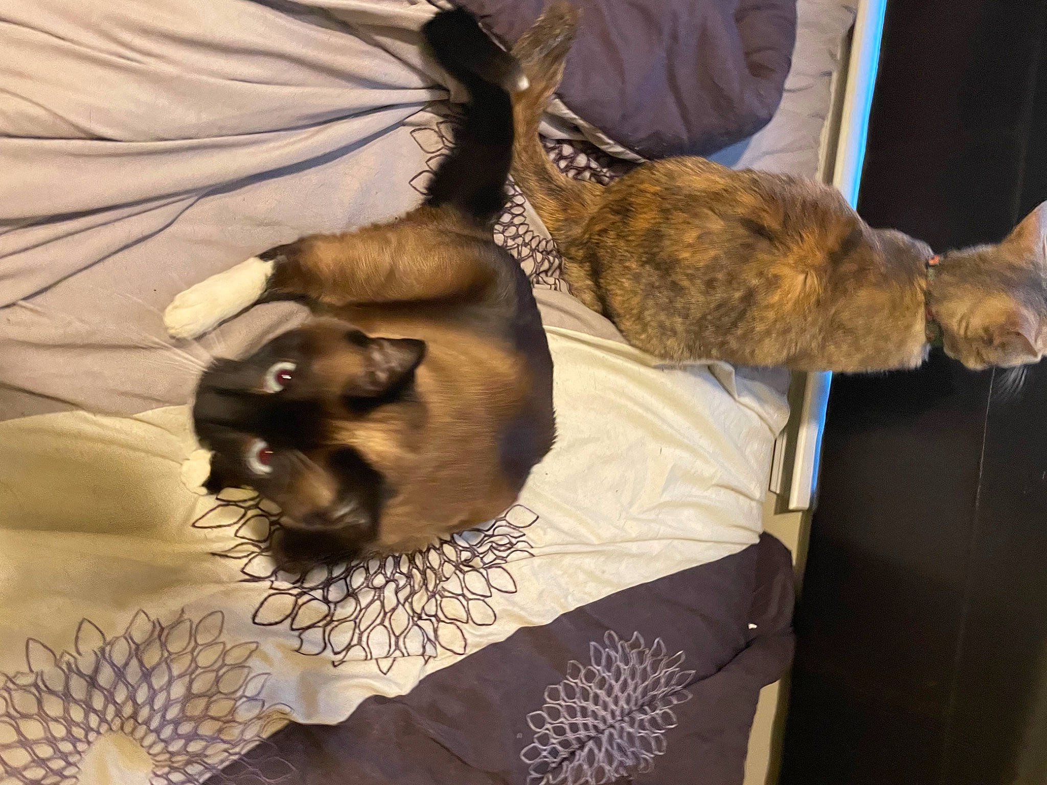 Persia is registered to the contest to win money with this photo: brown, canidae, carnivore, cat, comfort, companion_dog, dog_breed, domestic_short_haired_cat, fawn, felidae, fur, gesture, linens, nap, sleep, small_to_medium_sized_cats, sporting_group, tail, toy_dog, whiskers