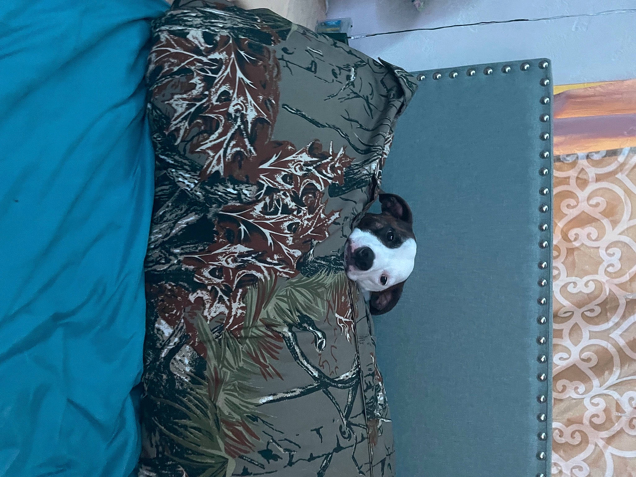 Bentley is registered to the contest to win money with this photo: aqua, art, azure, carmine, circle, font, grey, illustration, linens, pattern, room, sleeve, t_shirt, textile, tints_and_shades, tree, twig, visual_arts, window, wood