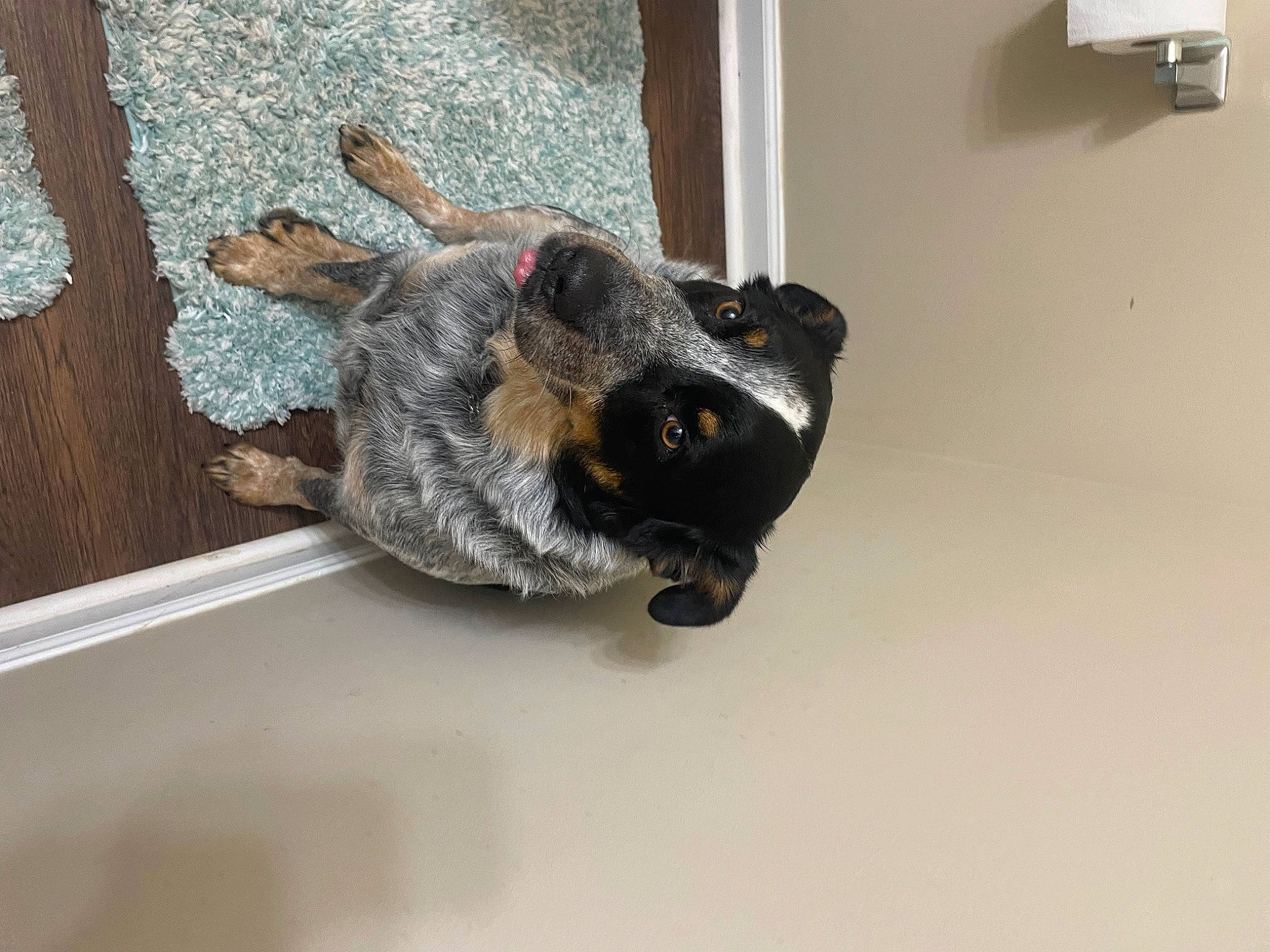 Trooper joined the competition — help win amazing prizes! canidae, carnivore, claw, companion_dog, dog, dog_breed, ear, flooring, fur, guard_dog, paw, snout, sporting_group, tail, whiskers, wood, working_animal, working_dog