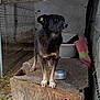 Les Loulous De Botosani participe au concours pour gagner de l'argent avec cette photo :