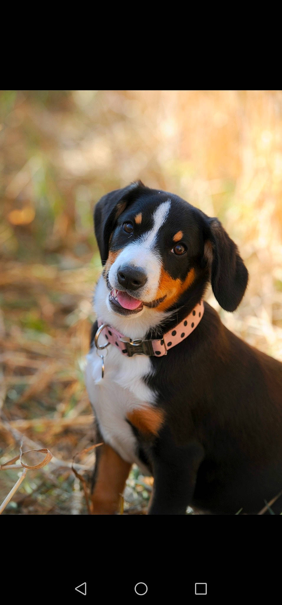 Phly participe au concours pour gagner de l'argent avec cette photo : appenzeller_sennenhund, bernese_mountain_dog, canidae, carnivore, dog, dog_breed, entlebucher_mountain_dog, fawn, greater_swiss_mountain_dog, herding_dog, hunting_dog, livestock_guardian_dog, mammal, puppy, vertebrate, working_dog