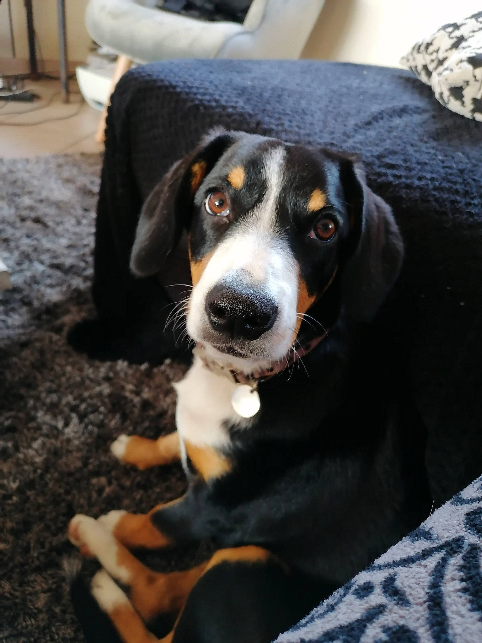 Phly participe au concours pour gagner de l'argent avec cette photo : appenzeller_sennenhund, beagador, bluetick_coonhound, canidae, carnivore, coonhound, dog, dog_breed, entlebucher_mountain_dog, greater_swiss_mountain_dog, hellenikos_ichnilatis, huntaway, hunting_dog, mammal, puppy, smaland_hound, snout, transylvanian_hound, vertebrate, working_dog