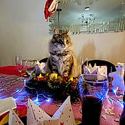 Shaïna a rejoint le concours — aidez-le/la à gagner de superbes lots ! cat, table, napkins, glass, drink, holiday, christmas, lights, mirror, santa_hat, pinecones, decorations, indoor, furniture, dining_room, centerpiece, festive, cozy, fluffy, pet