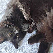 Lilly joined the competition — help win amazing prizes! bed, black_cat, blanket, cat, close_up, cozy, curled, domestic_animal, feline, indoor, long_fur, lying_down, nap, paw, pet, portrait, quilt, sleeping, whiskers, yellow_eyes