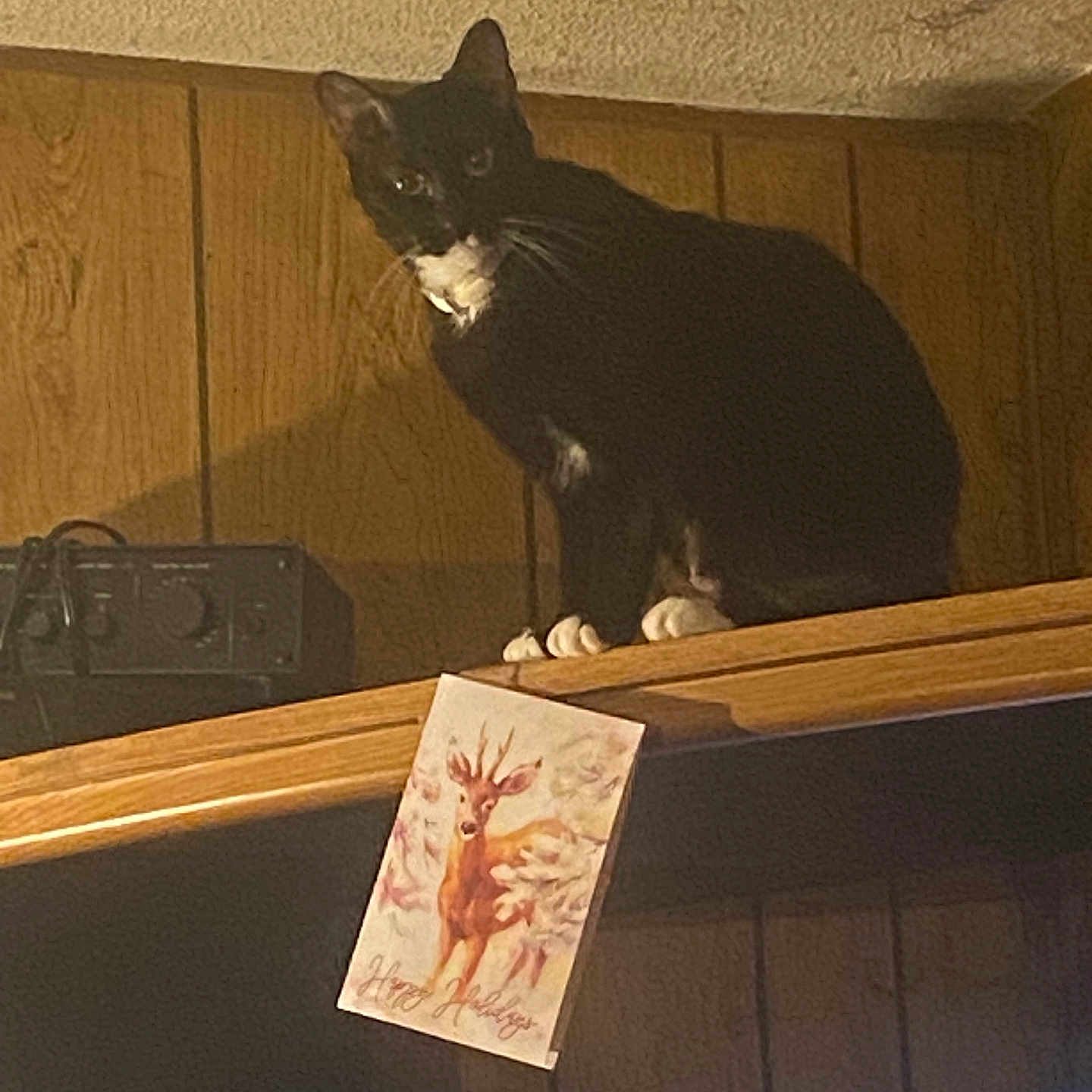 Mr Socks joined the competition — help win amazing prizes! animal, antelope, blackcat, box, cat, cross, drawer, furniture, hardwood, indoors, interiordesign, kitten, manx, pet, plant, plywood, pottedplant, stainedwood, symbol, wood