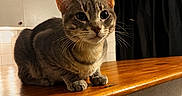 Gremlins participe au concours pour gagner de l'argent avec cette photo : cat, tabby, indoor, countertop, wooden_surface, curious, pet, animal, feline, whiskers, ears, eyes, kitchen, cabinet, curtain, warm_lighting, closeup, domestic, resting, house