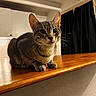 cat, tabby, indoor, countertop, wooden_surface, curious, pet, animal, feline, whiskers, ears, eyes, kitchen, cabinet, curtain, warm_lighting, closeup, domestic, resting, house