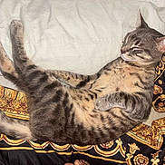Gremlins a rejoint le concours — aidez-le/la à gagner de superbes lots ! cat, tabby, sleeping, resting, pet, animal, feline, striped, fur, whiskers, pillow, blanket, patterned, indoor, cozy, relaxed, cute, domestic, laying, ears