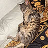 cat, tabby, pet, animal, feline, relaxed, lying_down, striped, bed, blanket, pillow, indoor, cozy, resting, cute, fur, whiskers, sleepy, domestic_cat, comfort