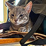 cat, tabby_cat, pet, animal, indoor, bag, wooden_surface, curtain, window, resting, feline, whiskers, ears, paw, closeup, domestic_animal, cute, curious, relaxed, household