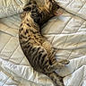 cat, tabby, sleeping, resting, pet, animal, feline, fur, whiskers, bed, blanket, quilt, cozy, indoor, cute, paw, tail, striped, relaxed, domestic