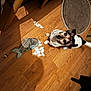 animal, black_spots, brown_floor, chewed_toy, curious, dog, dog_toy, floor, home, indoor, looking_up, mess, pet, pet_toy, playful, plush_toy, shredded_toy, toy, white_dog, wood_floor