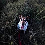 Iago participe au concours pour gagner de l'argent avec cette photo : animal, black, brown, canine, chain, collar, dog, ears, eyes, field, fur, grass, happy, leash, nature, outdoor, pet, sitting, tongue, white